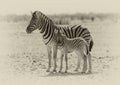 Mother and child foal zebra in Etosha National Park, Namibia