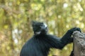 Mother and child Francois Langur monkey family Trachypithecus fr Royalty Free Stock Photo