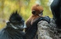 Mother and child Francois Langur monkey family Trachypithecus fr Royalty Free Stock Photo