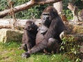 Mother and child gorilla Royalty Free Stock Photo