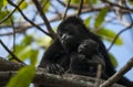 Mother and baby howler monkeys Royalty Free Stock Photo