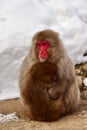 Mother and child Japanese macaques snow monkey at Jigokudani Monkey Park in Japan