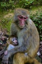 A mother and a child macaque