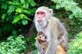 Mother and child, Monkey