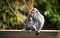 Mother and child monkey