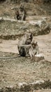 Mother and child monkey sitting on the grass