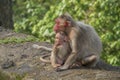 Mother and child monkey sitting on the wall