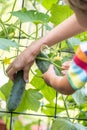 Mother and child picking cucumbers