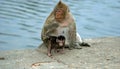 Mother and Child Rhesus Monkeys Royalty Free Stock Photo