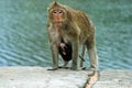 Mother and Child Rhesus Monkeys Royalty Free Stock Photo