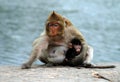Mother and Child Rhesus Monkeys Royalty Free Stock Photo