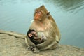 Mother and Child Rhesus Monkeys