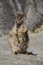A mother and a child of rock wallabies