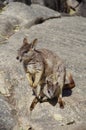 A mother and a child of rock wallabies