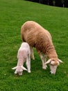 Mother and child sheep duo lunch time