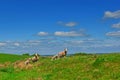 Mother and Child,Sheep and Lamb