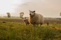 Mother and child Sheep in the meadow on a beautiful summer day in the netherlands