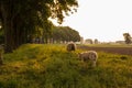 Mother and child Sheep in the meadow on a beautiful summer day in the netherlands