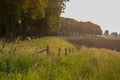 Mother and child Sheep in the meadow on a beautiful summer day in the netherlands