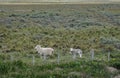 Mother with child sheep at Posada Estancia Rio Verde, Riesco Island,, Chile