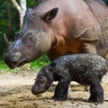 Mother and child of the Sumatran rhino (Dicerorhinus sumatrensis) at the Way Kambas National Park, Lampung Indonesia