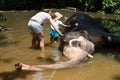 Mother with children caressing Asian elephant in captivity, chained, abused for attracting tourists Royalty Free Stock Photo