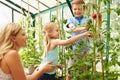 Mother And Children Harvesting Tomatoes In Greenhouse