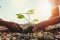 mother and children helping planting young tree Royalty Free Stock Photo