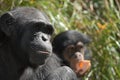 Mother Chimpanzee