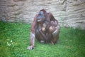 Mother chimpanzee nursing her child