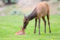 Mother cleaning off fawn elk