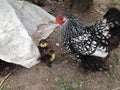 Cochin chicken and ducklings Royalty Free Stock Photo