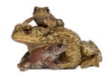 Mother Common toad and her babies, bufo bufo Royalty Free Stock Photo