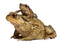 Mother Common toad and her baby, bufo bufo Royalty Free Stock Photo