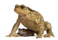 Mother Common toad and her baby, bufo bufo Royalty Free Stock Photo