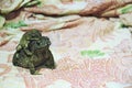 Mother Common toad and her baby Royalty Free Stock Photo