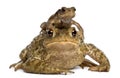 Mother Common toad and her baby, bufo bufo Royalty Free Stock Photo