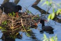Mother coot is brooding on her nest