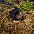 Mother coot is brooding on her nest, one young has already come