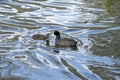 Mother coot and hatchling