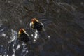 Mother coot feeds her newborns