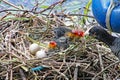 Mother coot feeds her young who have just hatched from their eggs Royalty Free Stock Photo