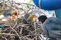 Mother coot feeds her young who have just hatched from their eggs Royalty Free Stock Photo