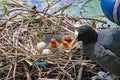 Mother coot feeds her young who have just hatched from their eggs Royalty Free Stock Photo