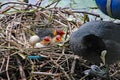 Mother coot feeds her young who have just hatched from their eggs