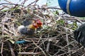 Mother coot feeds her young who have just hatched from their eggs Royalty Free Stock Photo