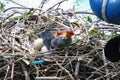 Mother coot feeds her young who have just hatched from their eggs Royalty Free Stock Photo