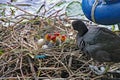 Mother coot feeds her young who have just hatched from their eggs Royalty Free Stock Photo