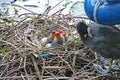 Mother coot feeds her young who have just hatched from their eggs Royalty Free Stock Photo