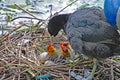 Mother coot feeds her young who have just hatched from their eggs Royalty Free Stock Photo